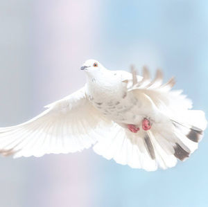 Meet your Posher, Delight in the lord